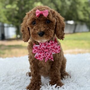 Princess